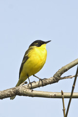 Yellow Wagtail Motacilla flava
