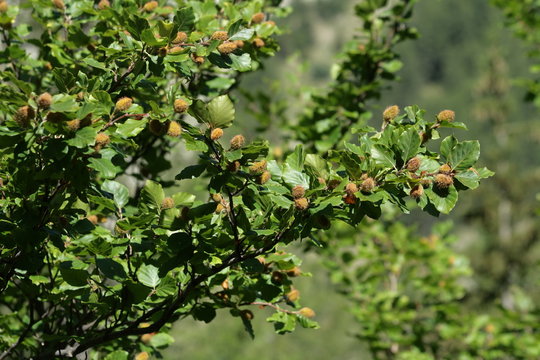 H&ecirc;tre commun (Fagus sylvatica)
