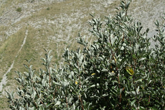 Alisier blanc (Sorbus aria),Alpes