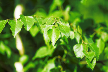 Fototapeta na wymiar summer background from the bright green juicy leaves