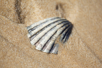 Coquillage