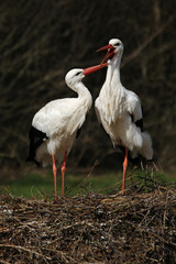 Störche