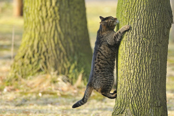 Wildernde Hauskatze