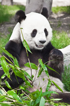 Fototapeta Giant panda
