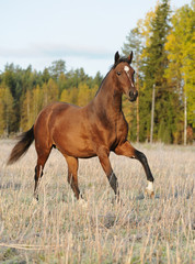 Fototapeta premium Bay horse on field