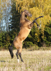 Golden akhal-teke stallion rears