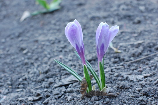 Two Blue Crocus On The Ground