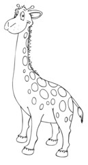 Obraz premium Giraffe, Zoo, Afrika