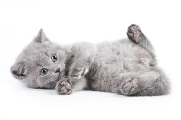 Crédence de cuisine en verre imprimé Chat British kitten on white background