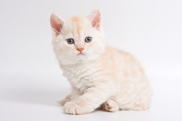 British kitten on white background