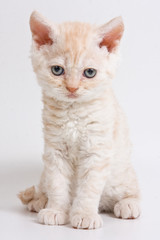 British kitten on white background