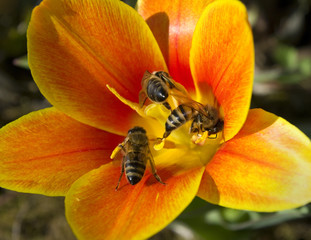 Three bee on the tulip.