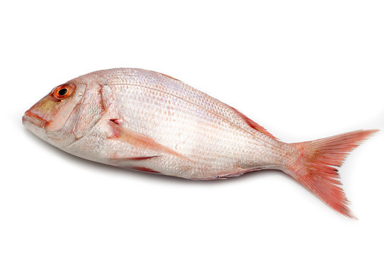 red snapper isolated on white