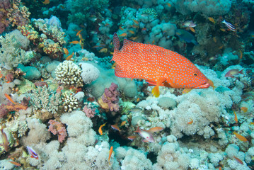 Coral grouper