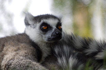 Obraz premium Lemur cola rayada