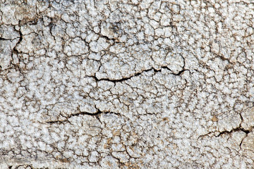 lichen abstract