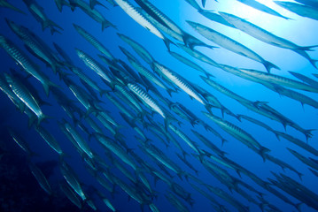 School of Barracuda