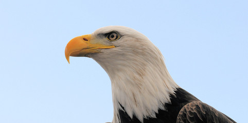Weiskopfseeadler
