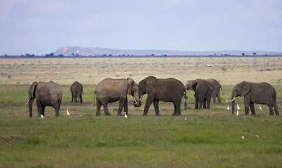 Naklejka na ściany i meble Elefanti africani