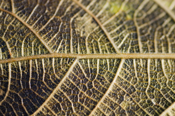 Leaf veigns