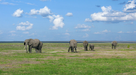 Famiglia di elefanti africani