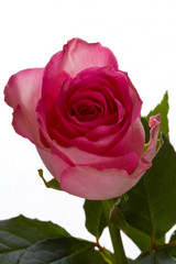 Rose 2