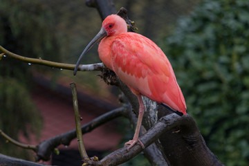 Ibis Rosso