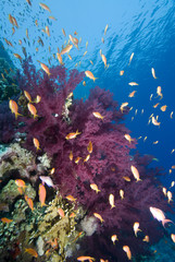 Fototapeta na wymiar Tropikalne ryby i rafa koralowa