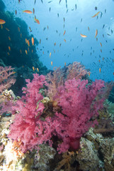 Fototapeta na wymiar ¯ywe korale miękkie