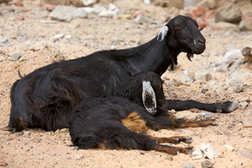 Egyptian goats, mother and baby
