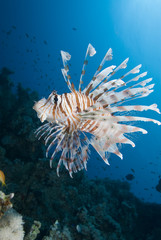 Ornate lionfish