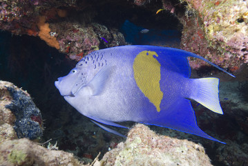 Fototapeta na wymiar Yellowbar angelfish and coral reef.