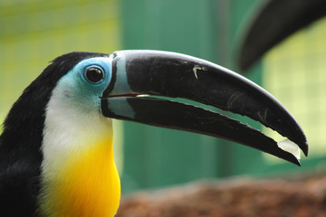 Channel-billed Toucan (Ramphastos vitellinus) © zingiber