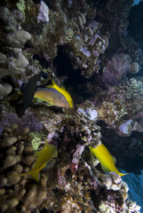 Fototapeta na wymiar Yellow tropical fish