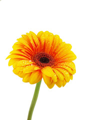 Yellow gerbera on white background