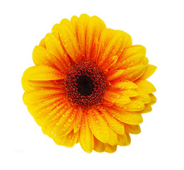 Yellow gerbera blossom