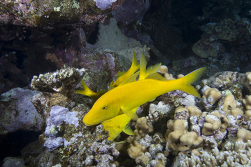 Yellow tropical fish
