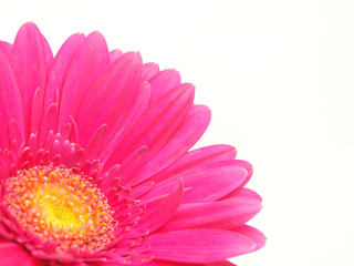 Pink gerbera