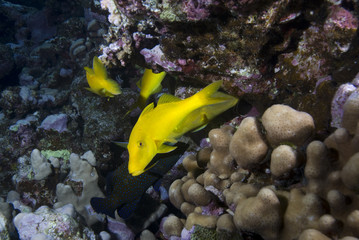 Naklejka na ściany i meble Yellow tropical fish