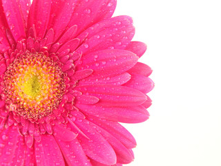 Pink gerbera