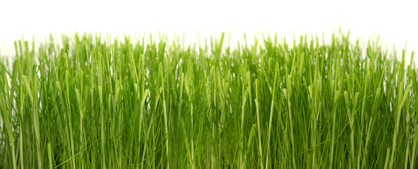 Dense green grass