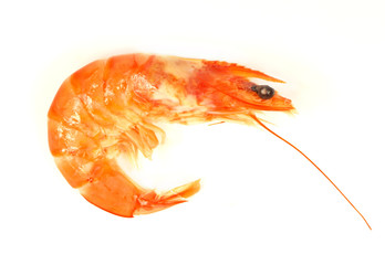 Prawn isolated on white background