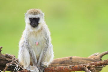 Monkey