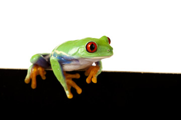 Frame frog