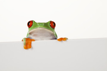 Frame frog