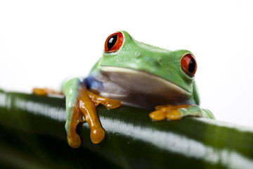 Red eyed leaf frog