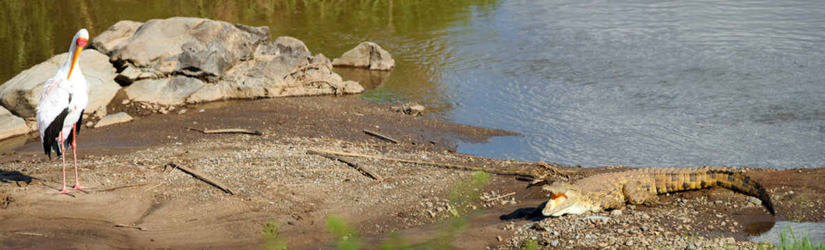 Bird And Crocodile