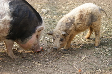 ungarisches Wollschwein