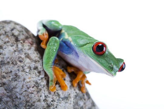 Frog on a stone