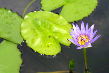 Blue Water-Lily (Blue Lotus)